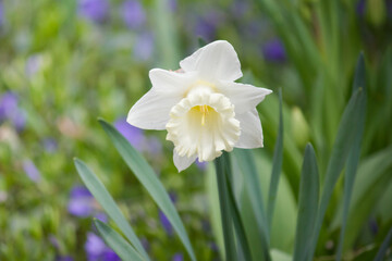 White single daffodil on green background © 0635925410