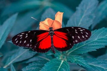 Macro shots, Beautiful nature scene. Closeup beautiful butterfly sitting on the flower in a summer garden.