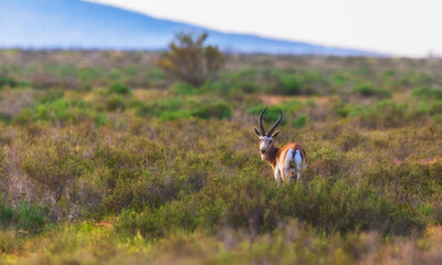 Lonely gazelle walking across the steppe
