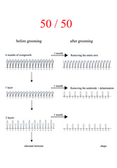 Dog grooming scheme, loops, removal of the underside