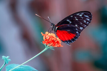 Macro shots, Beautiful nature scene. Closeup beautiful butterfly sitting on the flower in a summer garden.