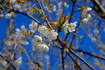 cherry blossom close-up against blue sky in sunlight. Springtime natural background. Copy space.	
