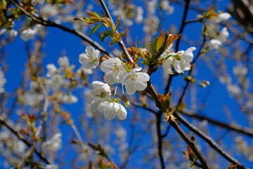 cherry blossom close-up against blue sky. Springtime natural background. Copy space
