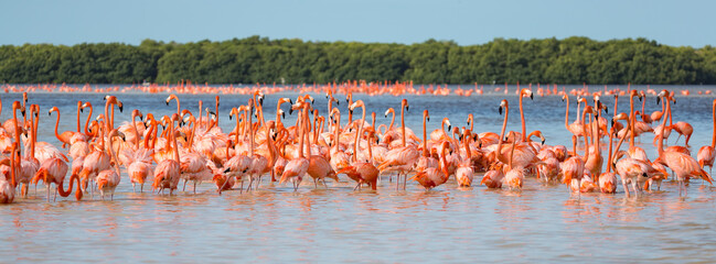 American aka Caribbean flamingos Phoenicopterus ruber at the lagoon of Celestun, Yucatan, Mexico