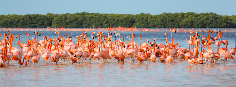 American aka Caribbean flamingos Phoenicopterus ruber at the lagoon of Celestun, Yucatan, Mexico