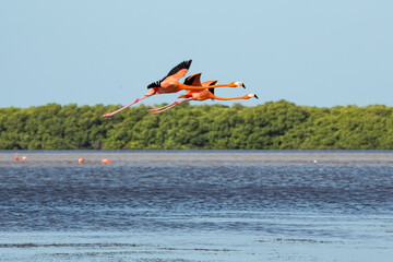 Two American aka Caribbean flamingos Phoenicopterus ruber flying over the lagoon of Celestun,...