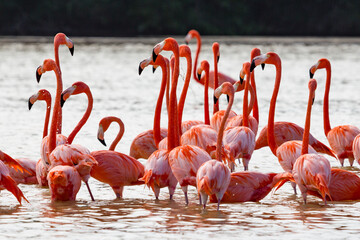 American aka Caribbean flamingos Phoenicopterus ruber at the lagoon of Celestun, Yucatan, Mexico
