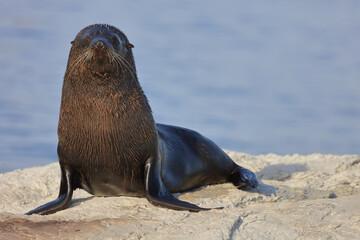 Neuseeländischer Seebär / New Zealand fur seal / Arctocephalus forsteri