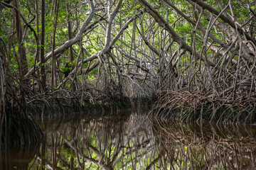 Mangrove thicket at the lagoon of Celestun, Yucatan, Mexico