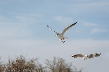 Beautiful white seagulls fly and soar in the sky in cloudy spring weather.