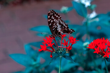 Macro shots, Beautiful nature scene. Closeup beautiful butterfly sitting on the flower in a summer garden.