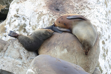 Neuseeländischer Seebär / New Zealand fur seal / Arctocephalus forsteri.