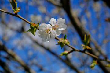 cherry blossom close-up against blue sky in sunlight. Springtime natural background. Copy space.	
