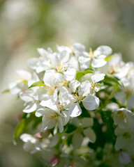 Spring Bloom