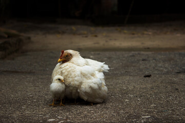 Chicken and hen