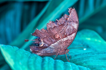 Macro shots, Beautiful nature scene. Closeup beautiful butterfly sitting on the flower in a summer garden.