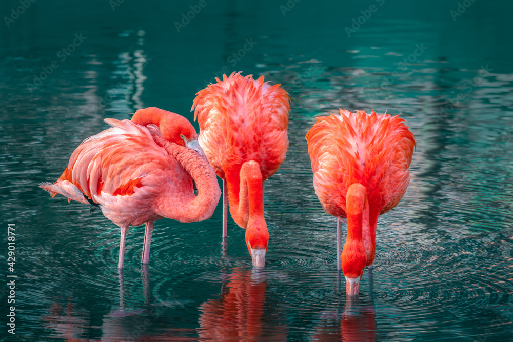 Poster Pink flamingos in water