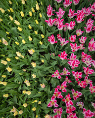 Spring Tulips