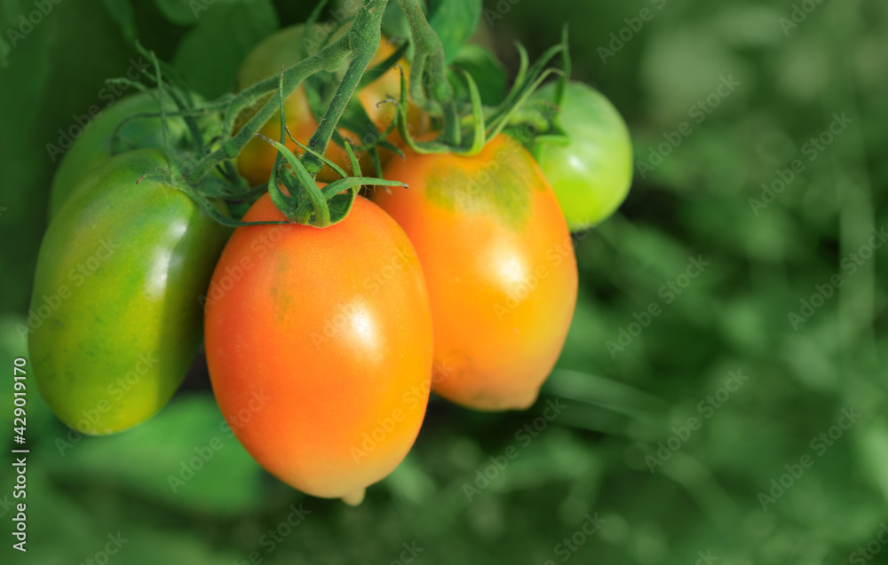 Sticker farm of tasty yellow tomatoes on the bushes