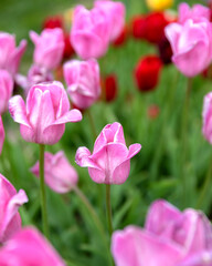 pink tulips in spring
