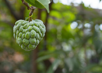 Fototapeta premium Green ripe cherimoya or ice cream exotic fruit with tasty fruit flavor growing on tree close up