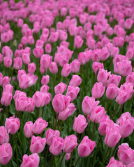 Obraz premium Spring Pink Tulips 