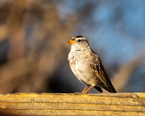 white crowned sparrow