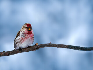 Birdy Tap dance. Bird on  blue sky background. A tap dance is sitting on a branch. Nature.