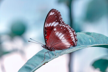 Macro shots, Beautiful nature scene. Closeup beautiful butterfly sitting on the flower in a summer garden.