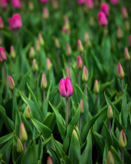 tulips in the garden