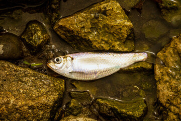 Alewife (Alosa pseudoharengus ) washed up dead on the shore of Lake Ontario in spring.  This species of herring is invasive to the Great Lakes