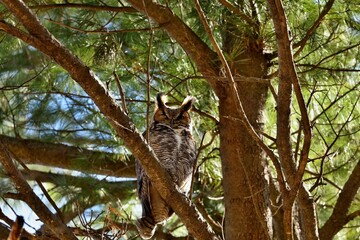 The great horned owl is a large owl native to the Americas. It is an extremely adaptable bird with a vast range and is the most widely distributed true owl in the Americas.	