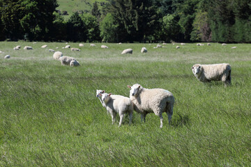 Coopworthschaf / Coopworth sheep / Ovis