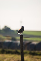 Athene cunicularia on a post in the field with eyes closed