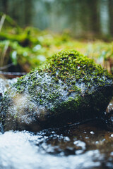 moss on the rocks