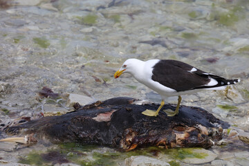 Dominikanermöwe / Southern black-backed gull / Larus dominicanus....