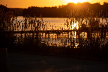 Fototapeta premium High grass against the background of the beach with a lake at sunset 