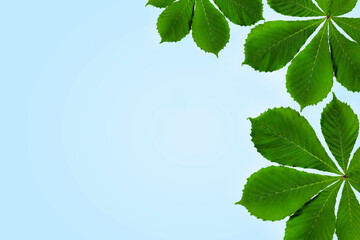 Border from young green leaves of chestnut on a blue background. Creative spring and summer concept. Top view. Flat lay with copy space for text.