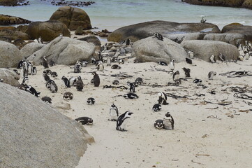 Boulders beach penguin