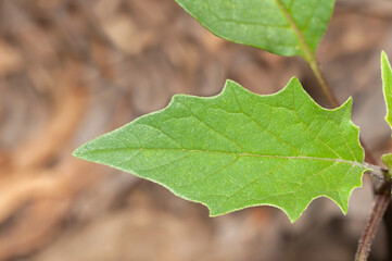 Close up view of a Datura stramonium leaf.
