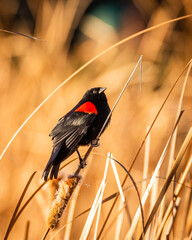 red winged blackbird