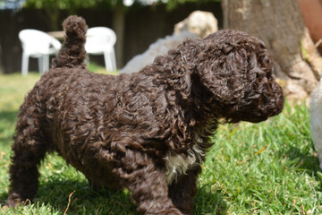Cachorros de pura raza perro de agua español