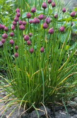 Ciboulette, Allium schoenoprasum