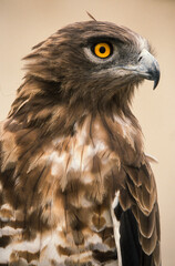 Circaète Jean le Blanc,.Circaetus gallicus, Short toed Snake Eagle