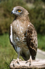 Circaète Jean le Blanc,.Circaetus gallicus, Short toed Snake Eagle
