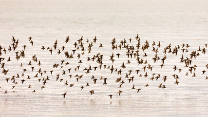 flock on the lake