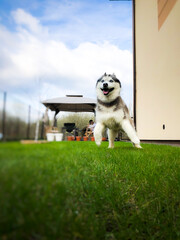 Siberian Husky dog running on the grass. Place for text
