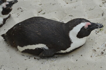 Fototapeta premium Penguin resting