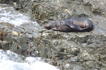 Neuseeländischer Seebär / New Zealand fur seal / Arctocephalus forsteri
