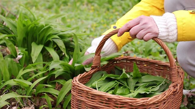 Woman picking wild garlic (allium ursinum) in forest. Harvesting Ramson leaves herb into wicker basket. Double slow motion